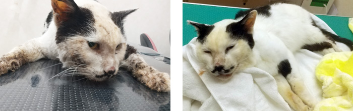 安心ノラ猫セット