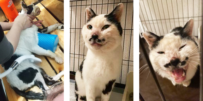 安心ノラ猫セット