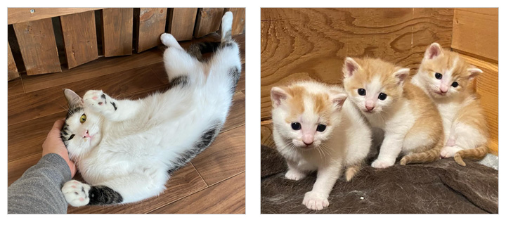 訪問型シッター ペットシッター