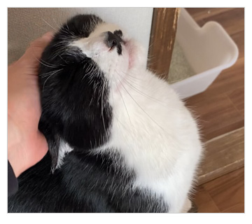 訪問型シッター ペットシッター